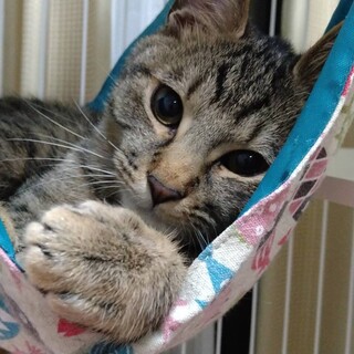 美形のチロルちやん