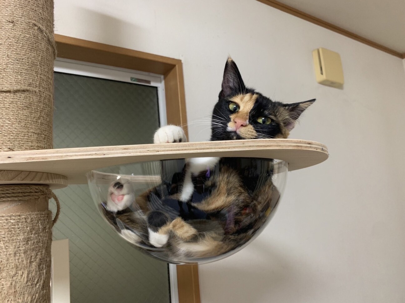 【ねこちゃん様♡オーダー専用ページ】 楽天市場】本日終了＼最大P14倍／ 【ブランド公式】ONEKOSAMA