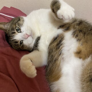 大きな大きな甘えん坊