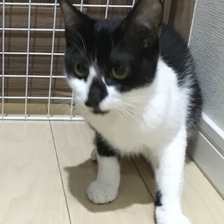 甘えんぼで活発な女の子8月半ば生まれ