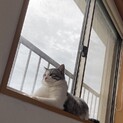 里親募集中