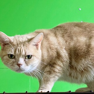 マンチカン中足、ツンデレ可愛い女の子♪