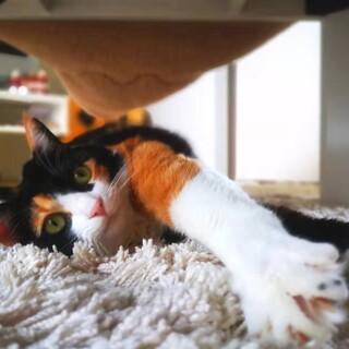 やんちゃで甘えん坊なミケちゃん