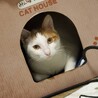 ダンボールハウスの中に猫用ヒーターを入れて冬使用　人間より快適…