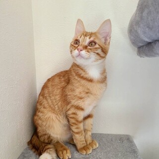 【募集一旦停止】茶トラ美人いちかちゃん