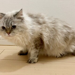 ミヌエット長足、綺麗な毛色のドクターフィッシュ？笑