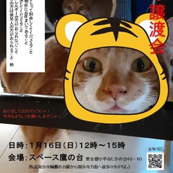 猫の譲渡会