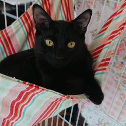 猫の譲渡会 サムネイル2