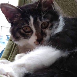 猫の譲渡会 サムネイル3