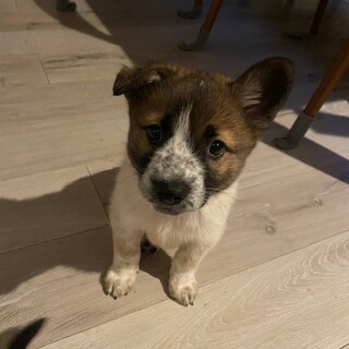 6兄弟の次男こた君！