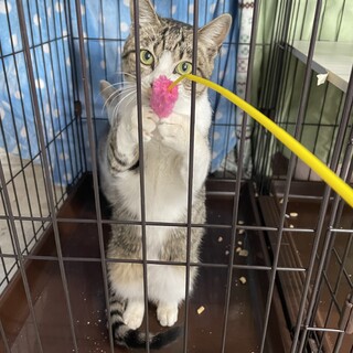 撫でられる気持ちよさに気付いちゃったマスクくん