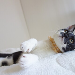 甘えん坊な白血病キャリアの子に素敵なご縁を。