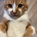 トライアル決定♫生後8ヶ月のどっしり構える男の子♪
