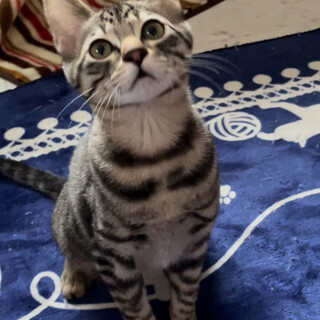 里親決定しました