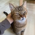奄美からやってきた静かで穏やかなキジトラちゃん