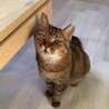 奄美からやってきた静かで穏やかなキジトラちゃん サムネイル2