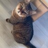奄美からやってきた静かで穏やかなキジトラちゃん サムネイル3