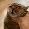 奄美からやってきた静かで穏やかなキジトラちゃん サムネイル4