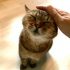 奄美からやってきた静かで穏やかなキジトラちゃん サムネイル5