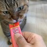 奄美からやってきた静かで穏やかなキジトラちゃん サムネイル7