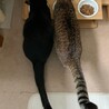 奄美からやってきた静かで穏やかなキジトラちゃん サムネイル6