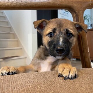 6兄弟の次女はなちゃん