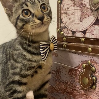 人懐っこく、犬も猫も仲良くできるみかんちゃん♡