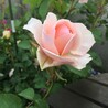 Graetchen