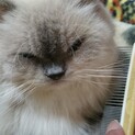 【１月末期限】ヒマラヤン　老猫　元気です！