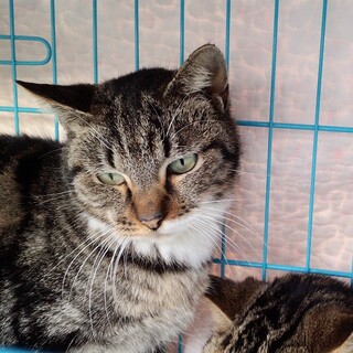 【募集一旦中止】アメショ風模様と白の女子（小柄）