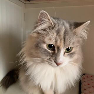 決定☆『ナスカ』人好きな長毛さん