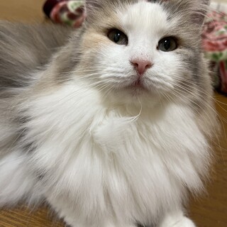 決定☆『ひめ』毛色が綺麗な美人さん