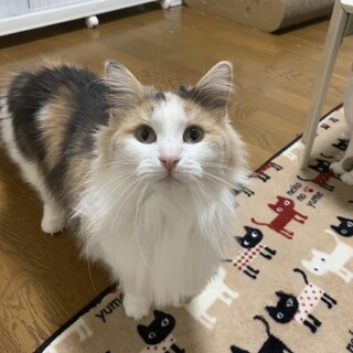 ケミ 美人ですが性格は 岐阜県 猫の里親募集 ペットのおうち 月間利用者150万人