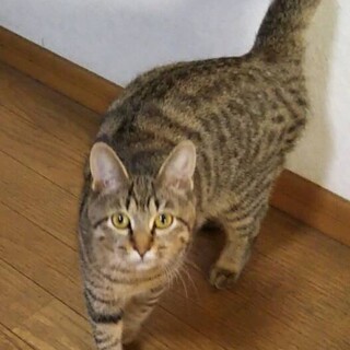 撫でられるのが好きな可愛いはなちゃん