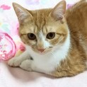 ♥️家族にしてね♥️茶白ちゃん
