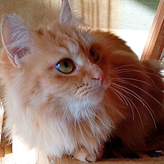 1/16西千葉ෆ⃛モフモフ美女ෆ⃛プリンちゃん