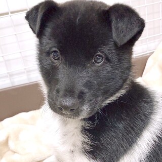 ミックスの男の子　ウクくん