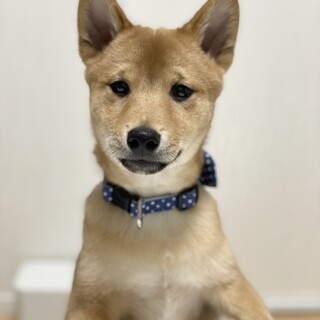 元気な男の子です⭐︎