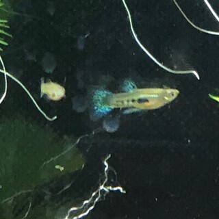 ブルーグラスグッピー