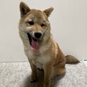 柴犬　子犬ちゃん