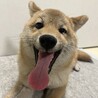 柴犬　子犬ちゃん サムネイル2