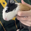 可愛いモルモット達の里親募集してます