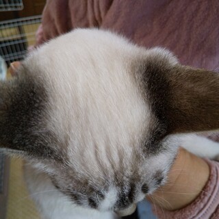 チワワじゃにゃいよ