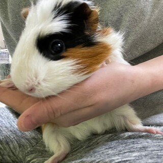 モルモット達の里親募集中♪