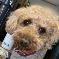 チョコ