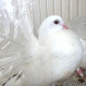 クジャク鳩  ファンテール  オス 1,2才