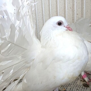 クジャク鳩  ファンテール  オス 1,2才