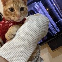 オクラ