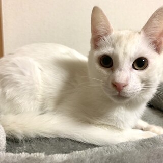 ありがとうございました★可愛らしい白猫　凪ちゃん