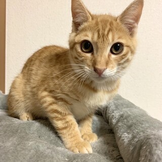 ありがとうございました★可愛い茶虎の圭ちゃん